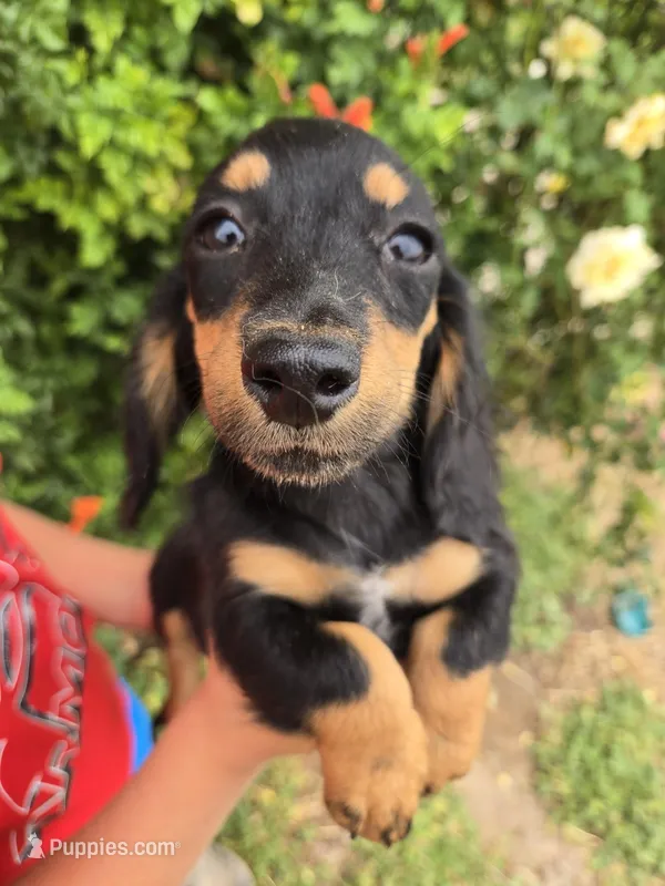AKC LH Pepper's Black Boy – Dachshund puppy for sale in Casa Grande, AZ