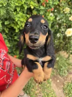 AKC Pepper's Black Boy, a male Dachshund for sale in Casa Grande, AZ – Photo 2 of 9
