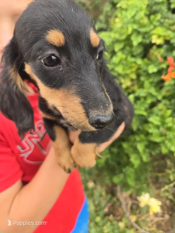 AKC Pepper's Black Boy – Dachshund puppy for sale in Casa Grande, AZ