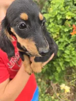 AKC Pepper's Black Boy, a male Dachshund for sale in Casa Grande, AZ – Photo 1 of 9