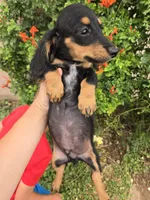 AKC Pepper's Black Boy, a male Dachshund for sale in Casa Grande, AZ – Photo 8 of 9