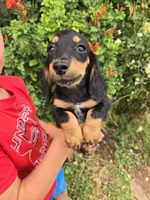AKC Pepper's Black Boy, a male Dachshund for sale in Casa Grande, AZ – Photo 3 of 9