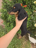 AKC Pepper's Black Boy, a male Dachshund for sale in Casa Grande, AZ – Photo 5 of 9