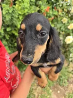 AKC Pepper's Black Boy, a male Dachshund for sale in Casa Grande, AZ – Photo 6 of 9