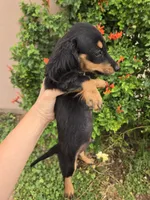 AKC Pepper's Black Boy, a male Dachshund for sale in Casa Grande, AZ – Photo 9 of 9