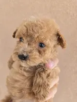 AKC Female, a female Poodle - Toy  for sale in Casa Grande, AZ – 3 of 8