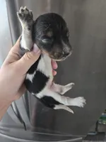 AKC Pepper's Black & White Male, TEXT 520-254-7407 , a male Dachshund for sale in Casa Grande, AZ – 4 of 7