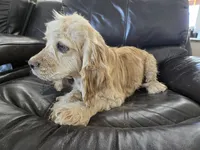 AKC Bella's Light Cocker Girl, a female Cocker Spaniel for sale in Casa Grande, AZ – 7 of 9