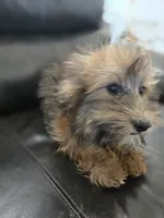 Daisy's Boy, TEXT 520-254-7407, a male Havanese for sale in Casa Grande, AZ – 3 of 10