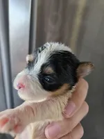 AKC Parti Yorkie Female - TEXT 520-254-7407 , a female Yorkshire Terrier for sale in Casa Grande, AZ – 3 of 9
