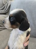AKC Long Hair Boy - TEXT 520-254-7407 , a male Dachshund for sale in Casa Grande, AZ – 3 of 9