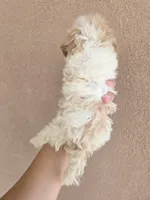 AKC Female, a female Poodle - Toy  for sale in Casa Grande, AZ – 8 of 8
