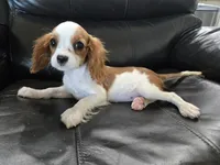 AKC Male, TEXT 520-254-7407, a male Cavalier King Charles Spaniel for sale in Casa Grande, AZ – 3 of 10
