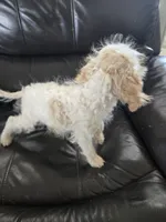 AKC Female, TEXT 520-254-7407, a female Poodle - Miniature  for sale in Casa Grande, AZ – 7 of 9