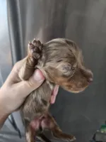 AKC Pepper's Male Chocolate Dapple, TEXT 520-254-7407 , a male Dachshund for sale in Casa Grande, AZ – 2 of 7