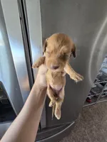 AKC Female, a female Dachshund for sale in Casa Grande, AZ – 6 of 6