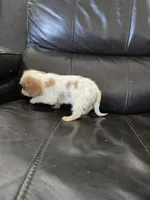 AKC Female, a female Cavalier King Charles Spaniel for sale in Casa Grande, AZ – 3 of 9