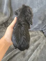 AKC Dora's Black Girl, White Nose, TEXT 520-254-7407, a female Cocker Spaniel for sale in Casa Grande, AZ – 8 of 10