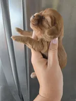 AKC Ruby Male - TEXT 520-254-7407, a male Cavalier King Charles Spaniel for sale in Casa Grande, AZ – 5 of 9