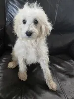 AKC Female - TEXT 520-254-7407 , a female Poodle - Miniature  for sale in Casa Grande, AZ – 3 of 10
