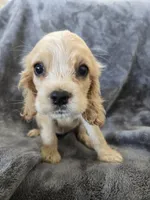 AKC Dora's Buff Girl, TEXT 520-254-7407, a female Cocker Spaniel for sale in Casa Grande, AZ – 6 of 10