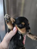 AKC Male Yorkie, White Chest - TEXT 520-254-7407 , a male Yorkshire Terrier for sale in Casa Grande, AZ – 5 of 10
