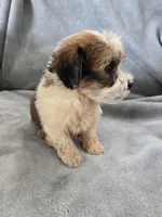 AKC Skye's Boy 1, TEXT 520-254-7407 , a male Havanese for sale in Casa Grande, AZ – 6 of 10