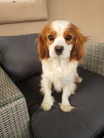 AKC Male, TEXT 520-254-7407, a male Cavalier King Charles Spaniel for sale in Casa Grande, AZ – 10 of 10