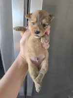 AKC Parents - Yorkie/Pomeranian Mix - TEXT 520-254-7407 , a male Pomeranian and Yorkshire Terrier for sale in Casa Grande, AZ – 2 of 10