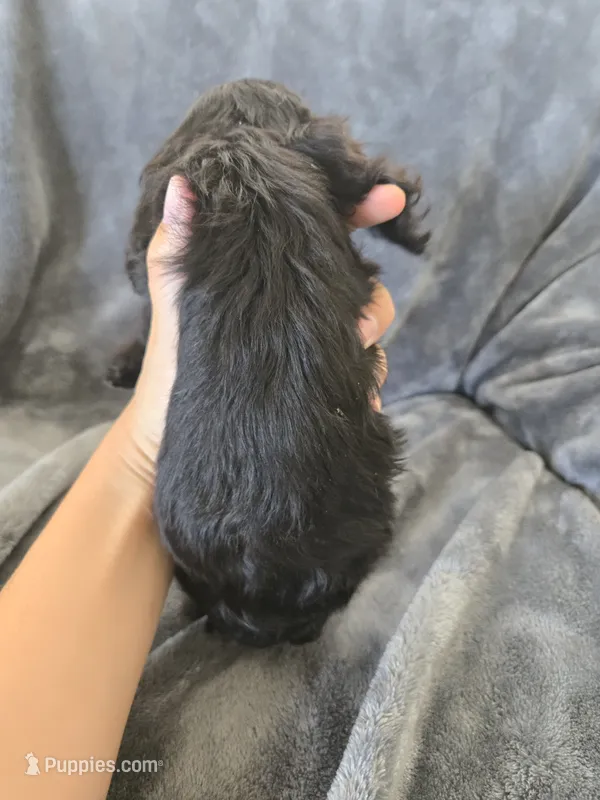 AKC Dora's Black Boy, Text 520-254-7407  – Cocker Spaniel puppy for sale in Casa Grande, AZ