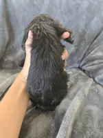 AKC Dora's Black Boy, Text 520-254-7407 , a male Cocker Spaniel for sale in Casa Grande, AZ – 1 of 10