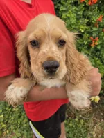 AKC Bella's Boy , a female Cocker Spaniel for sale in Casa Grande, AZ – 4 of 10