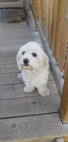 AKC White Female, a female Havanese for sale in Casa Grande, AZ – 3 of 3