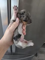 Short Hair Female - TEXT 520-254-7407 , a female Dachshund for sale in Casa Grande, AZ – 4 of 7