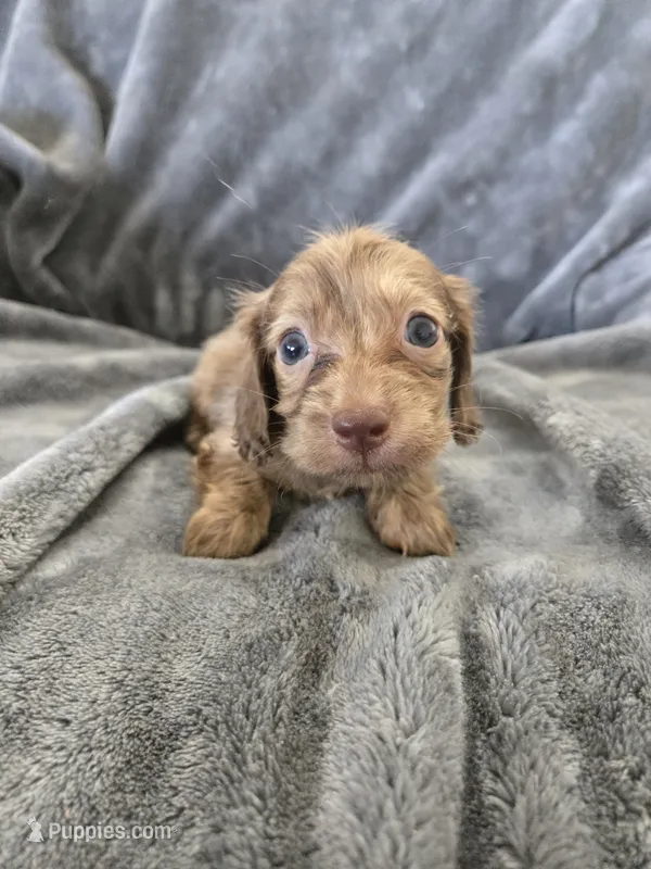 AKC Liver Male, TEXT 520-254-7407 – Dachshund puppy for sale in Casa Grande, AZ