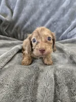 AKC Liver Male, TEXT 520-254-7407, a male Dachshund for sale in Casa Grande, AZ – 1 of 10