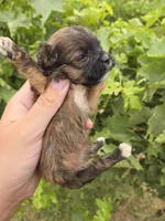 AKC Daisy's Female, a male Havanese for sale in Casa Grande, AZ – 4 of 6