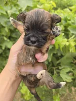 AKC Daisy's Female, a male Havanese for sale in Casa Grande, AZ – 2 of 6