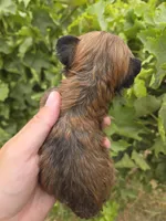 AKC Daisy's Female, a male Havanese for sale in Casa Grande, AZ – 6 of 6