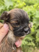 AKC Daisy's Female, a male Havanese for sale in Casa Grande, AZ – 3 of 6