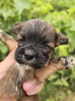 AKC Daisy's Female, a male Havanese for sale in Casa Grande, AZ – 1 of 6