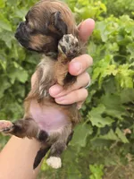 AKC Daisy's Female, a male Havanese for sale in Casa Grande, AZ – 5 of 6