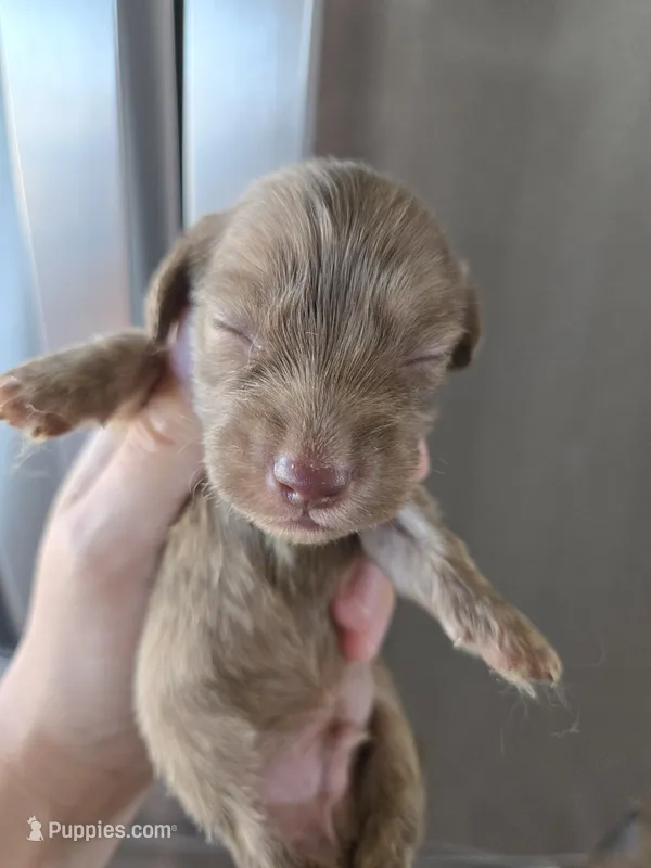 AKC Male – Dachshund puppy for sale in Casa Grande, AZ