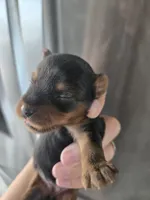 AKC Female - TEXT 520-254-7407 , a female Yorkshire Terrier for sale in Casa Grande, AZ – 2 of 9