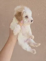 AKC Female, a female Poodle - Toy  for sale in Casa Grande, AZ – 7 of 8