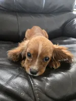 AKC Ruby Male - TEXT 520-254-7407 , a male Cavalier King Charles Spaniel for sale in Casa Grande, AZ – 5 of 6