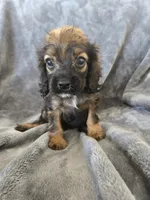 AKC Sable Girl, TEXT 520-254-7407, a female Cocker Spaniel for sale in Casa Grande, AZ – 4 of 9