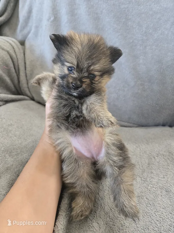 AKC Parents - Yorkie/Pomeranian Mix - TEXT 520-254-7407  – Pomeranian, Yorkshire Terrier puppy for sale in Casa Grande, AZ