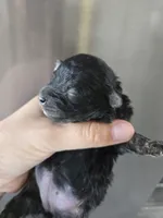 AKC Parents - Havapoo Girl, a female Havapoo for sale in Casa Grande, AZ – 3 of 10