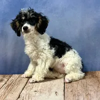 AKC Suki's Female Ready Now!, a female Poodle - Miniature  for sale in Casa Grande, AZ – Photo 8 of 10